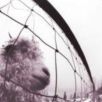 vinyle pearl jam vs recto