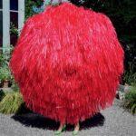 vinyle stephane eicher ode vinyle rouge recto